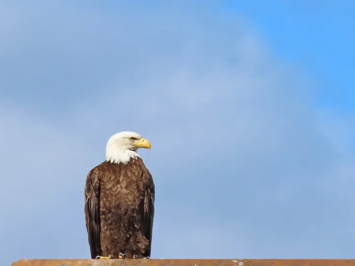 Symbol of America - My, The photo, Tourism, Coat of arms, Birds, Bald eagle, USA, Alaska, JUNO