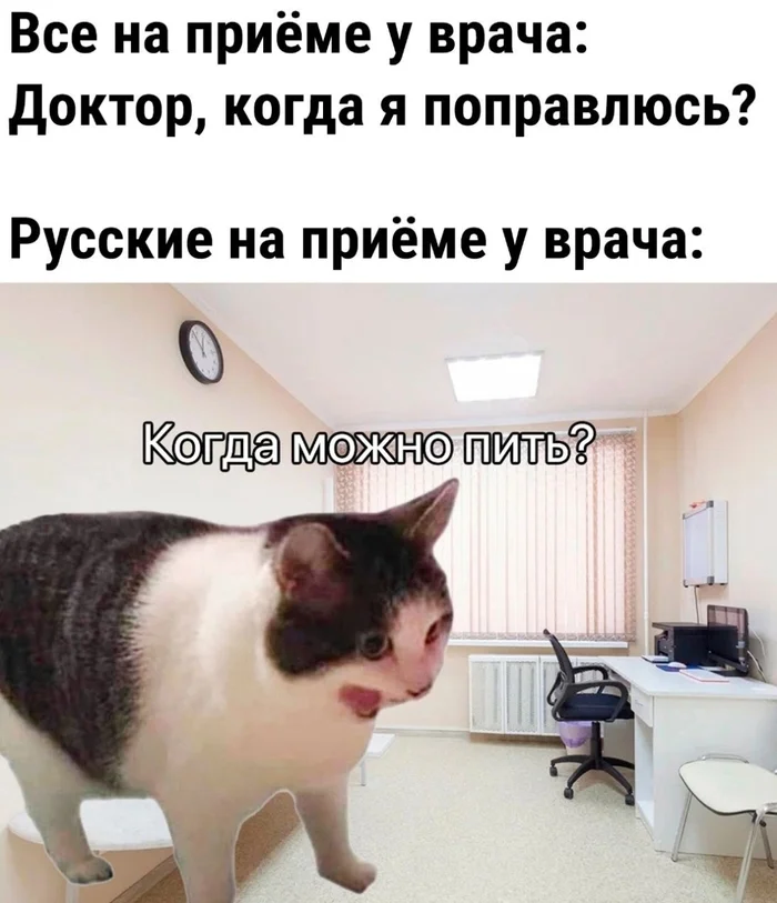 The cat is telling the truth - Humor, Picture with text, Doctor's appointment