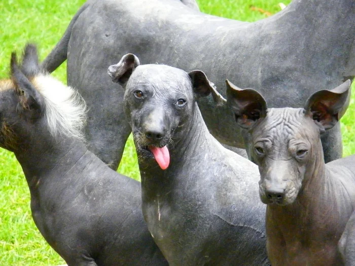 Xoloitzcuintle: Living bald statues. This breed of dog looks like it was carved from obsidian - Xoloitzcuintli, Dog, Animals, Yandex Zen, Yandex Zen (link), Longpost