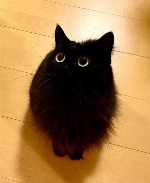 BLACK Cuteness and some thoughts - Fluffy, Milota, cat, Cat lovers, The photo, Black cat