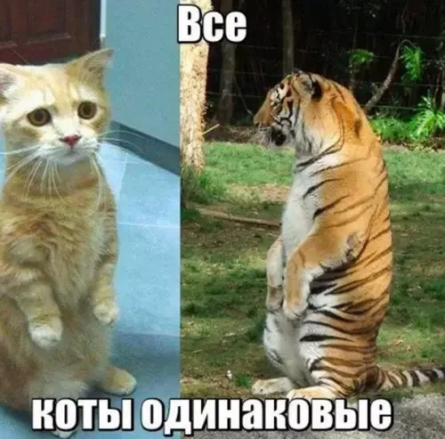 Size doesn't matter - Picture with text, cat, Tiger, People, The size, Meaning