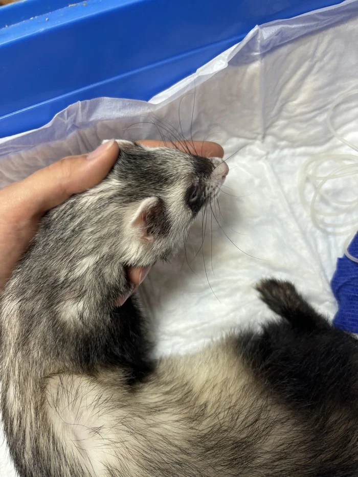 Need a donor for ferret blood transfusion - My, Ferret, Helping animals, Looking for a donor, Moscow, No rating