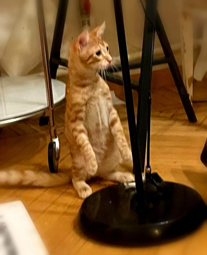 What's there, what's there, what's there... what's there? How could this be possible? - Saint Petersburg, Leningrad region, Helping animals, In good hands, No rating, cat, Kittens