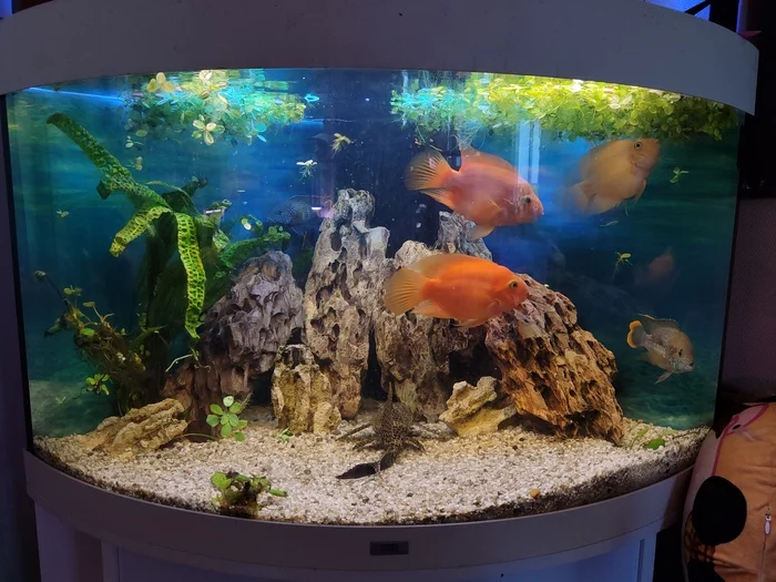 Aquarium - My, Aquarium, Aquarium, Aquarium fish, Cichlids