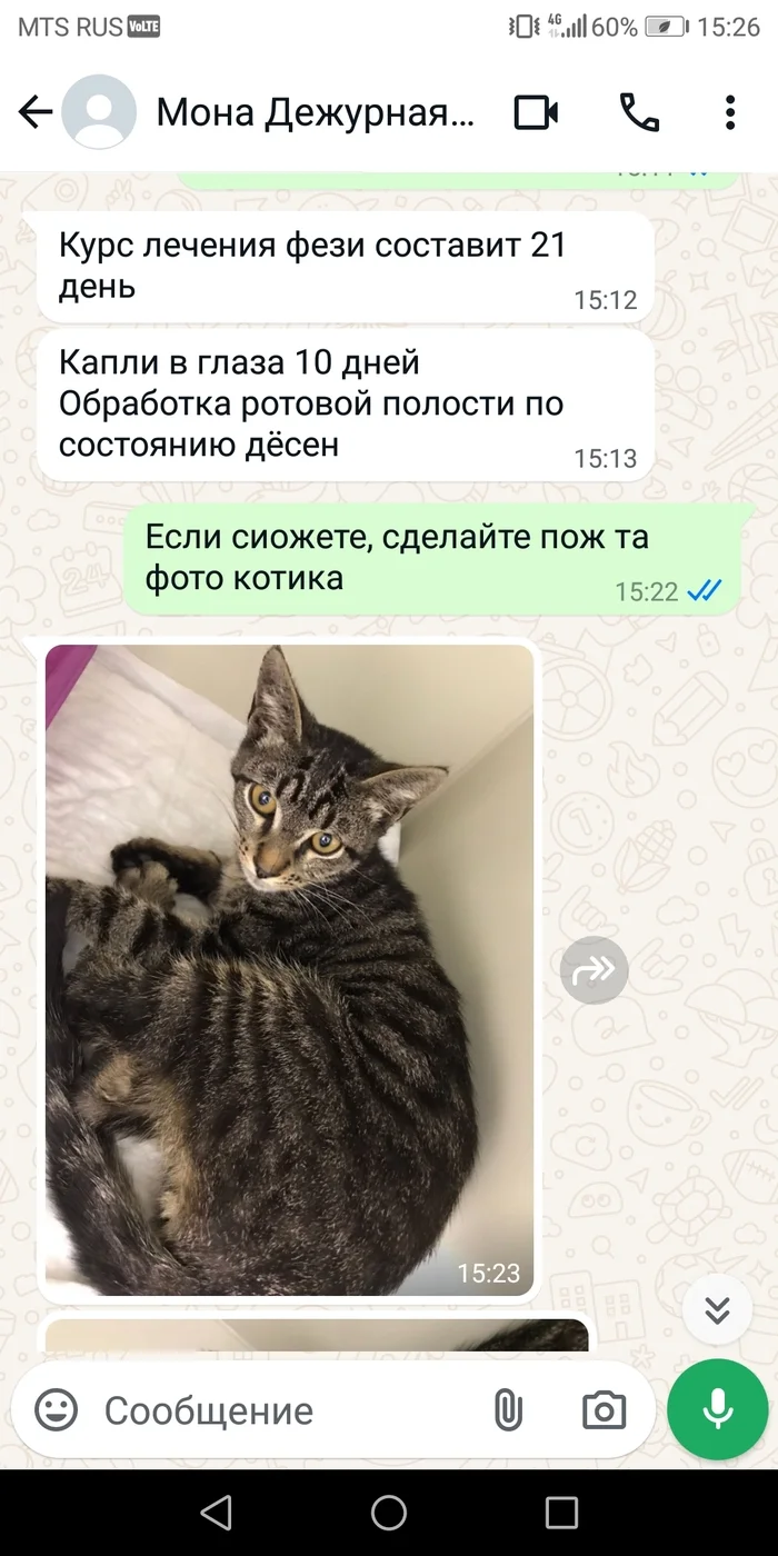 Новости по котику Фези - Спасение животных, Без рейтинга, Бездомные животные, В добрые руки, Кот, Передержка, Кошатники, Котята, Ветеринария, Потеряшка, Telegram (ссылка), Длиннопост