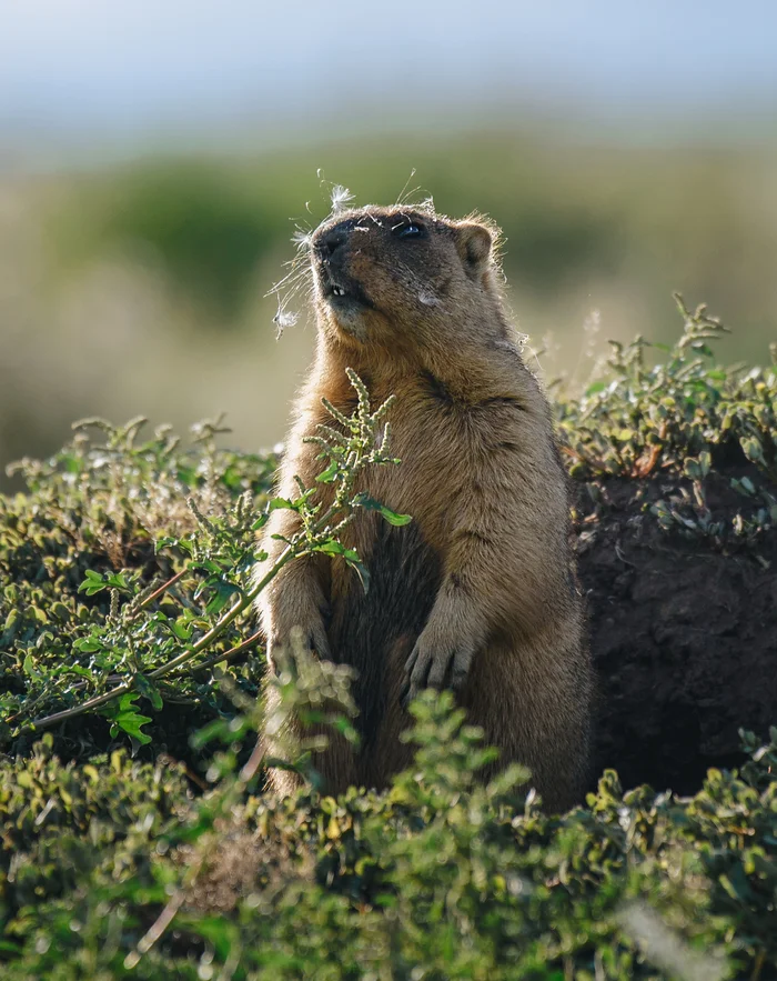 Apparently, I distracted him from important “gopher” matters - My, Volgograd region, The photo, Steppe, Marmot