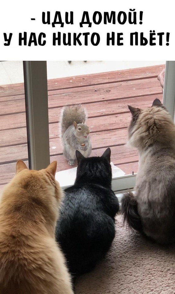 Алкобушное