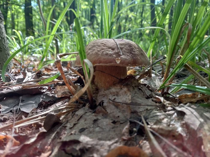 Mushrooms. Samara region - My, Samara Region, Porcini, Longpost