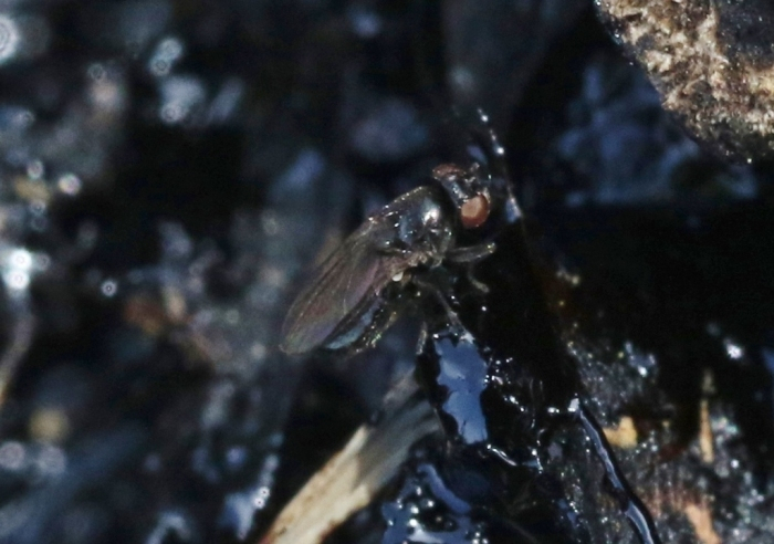 Oil Fly: Child of Fel. The only animal on the planet that lives in crude oil - Муха, Insects, Animals, Wild animals, Yandex Zen, Yandex Zen (link), Longpost