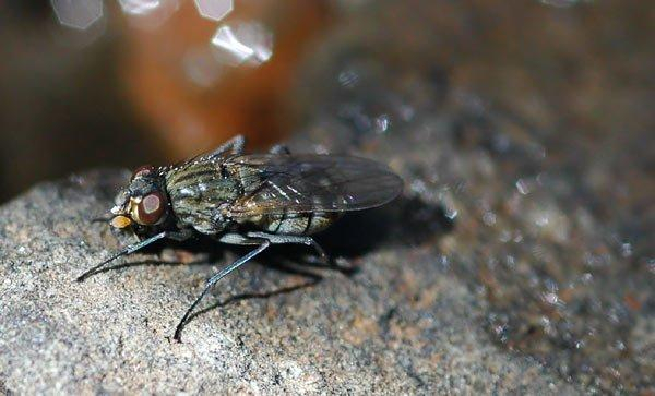 Oil Fly: Child of Fel. The only animal on the planet that lives in crude oil - Муха, Insects, Animals, Wild animals, Yandex Zen, Yandex Zen (link), Longpost