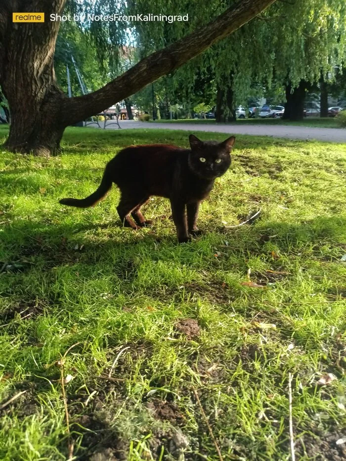 Городские красавцы - Моё, Кот, Прогулка по городу, Пушистые, Уличная фотография, Фотография, Калининград, Калининградская область, Длиннопост