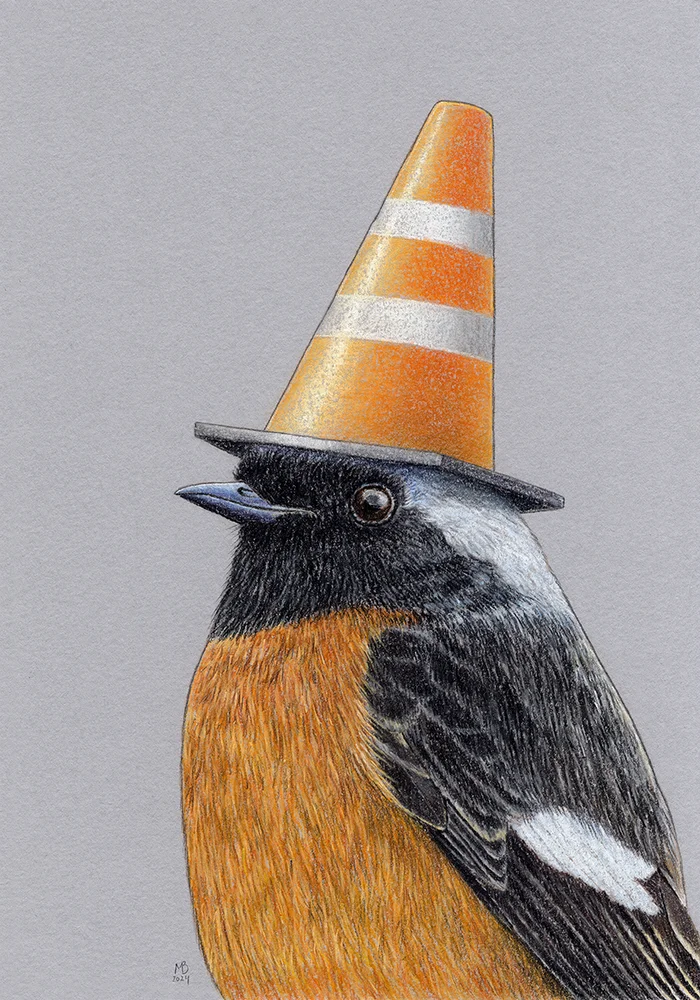 Siberian redstart - My, Art, Drawing, Birds, Animalistics, Traditional art, Pastel, Birds in hats, Redstart, Road cone