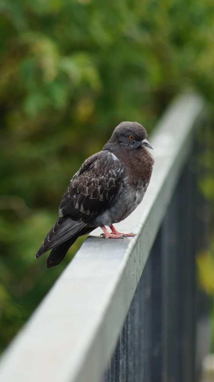 Pigeon - My, Sony alpha, Minolta 100-300, Birds