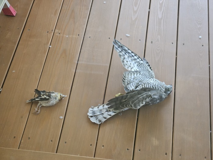 Опознайте, пожалуйста, птичков