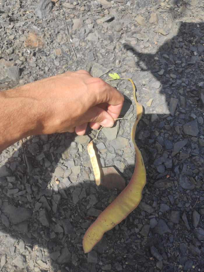 Обычная и необычная акации. Антрацит