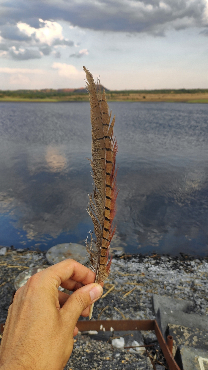 Фазанье перо. Антрацит