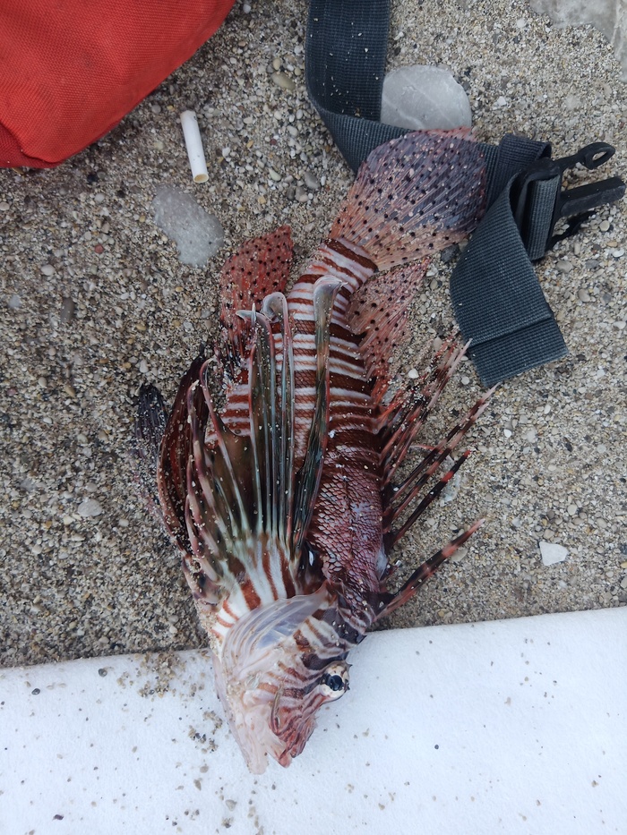 Крылатка в эгейском море