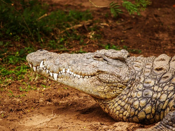 Missing woman's body found inside crocodile in Indonesia - Crocodiles, Women, Death, Reptiles, Indonesia, Wild animals, Longpost, Negative