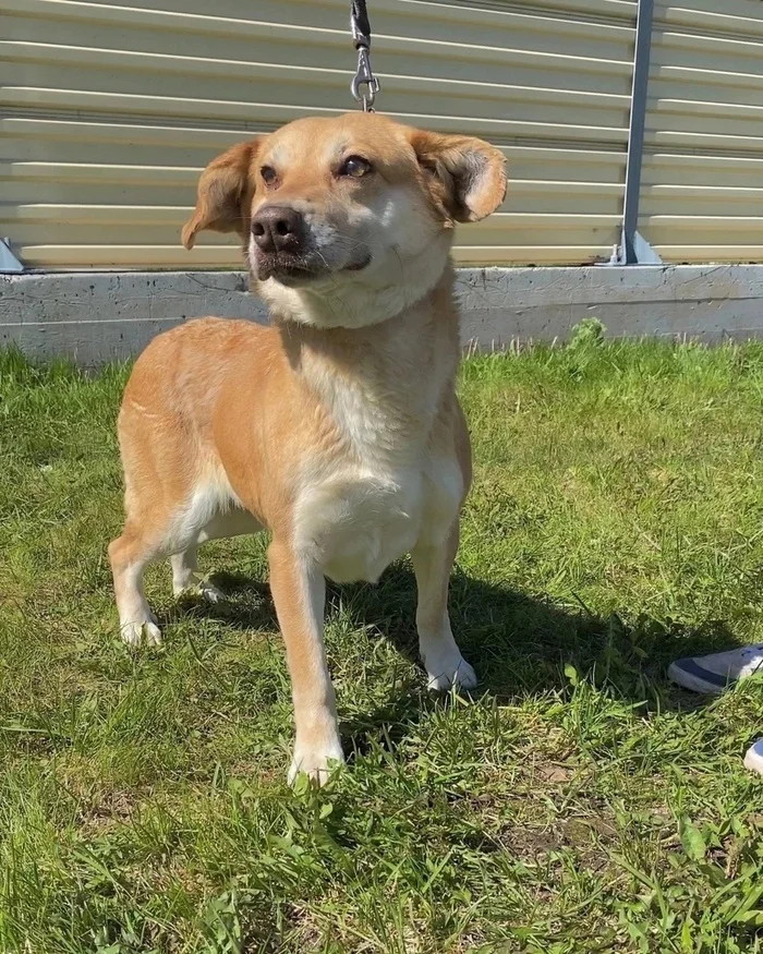 MARUSYA - a modest, gentle, affectionate and very smart dog - Overexposure, Volunteering, Homeless animals, In good hands, Dog, Permian, Animal Rescue, Lost, Longpost