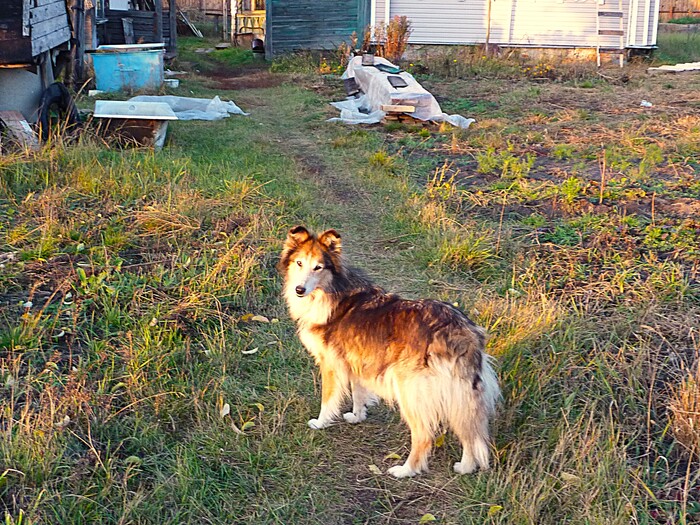 Вечерний свет