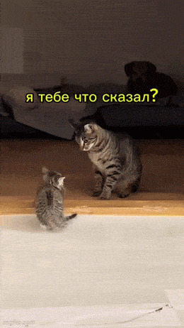 Кошачьи гифки Ассорти, Гифка, Кот, Длиннопост
