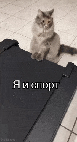 Кошачьи гифки Ассорти, Гифка, Кот, Длиннопост
