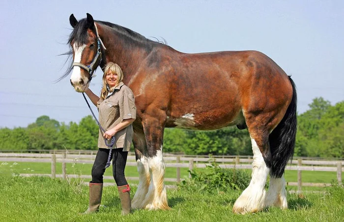 The alpha horse is 2 meters tall and weighs 900 kilograms - My, Animals, Around the world, Nature, Biology, In the animal world, Biologists, Pets, Horses, Shire, The photo, Longpost