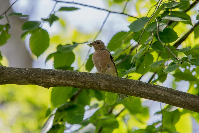 Young finch with prey - My, The photo, Birds, Ornithology, Photo hunting, Ornithology League, Finches, Bird watching