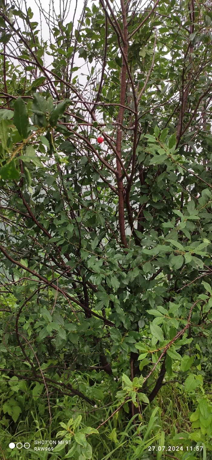 Cherry harvest this year - My, Mobile photography, Nature, Harvest, Longpost