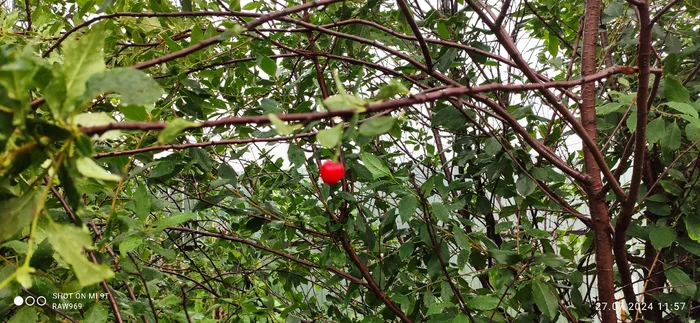 Cherry harvest this year - My, Mobile photography, Nature, Harvest, Longpost