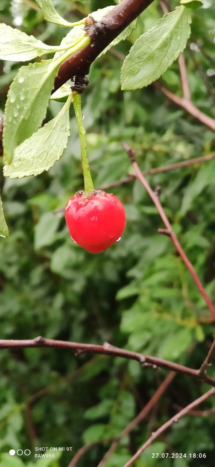 Cherry harvest this year - My, Mobile photography, Nature, Harvest, Longpost
