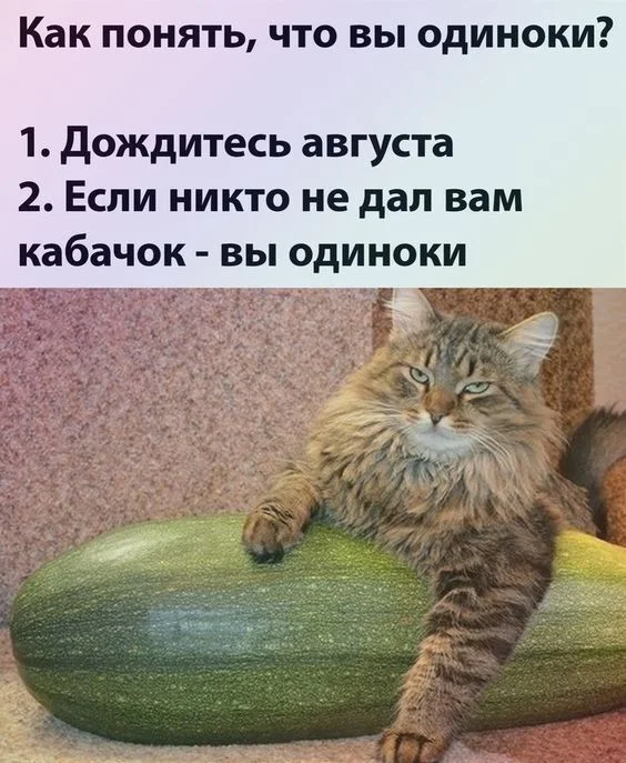 About zucchini again :) - Humor, Zucchini, cat, Picture with text, Loneliness, Repeat