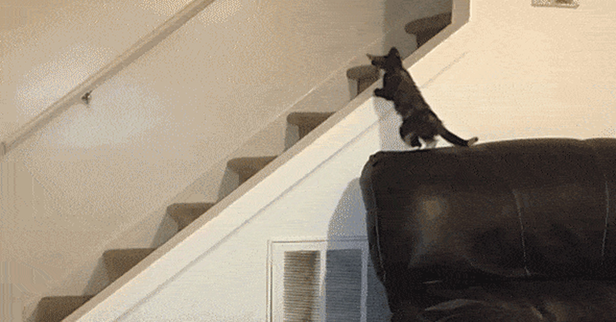 Cat GIFs - Assorted, GIF, cat, Longpost