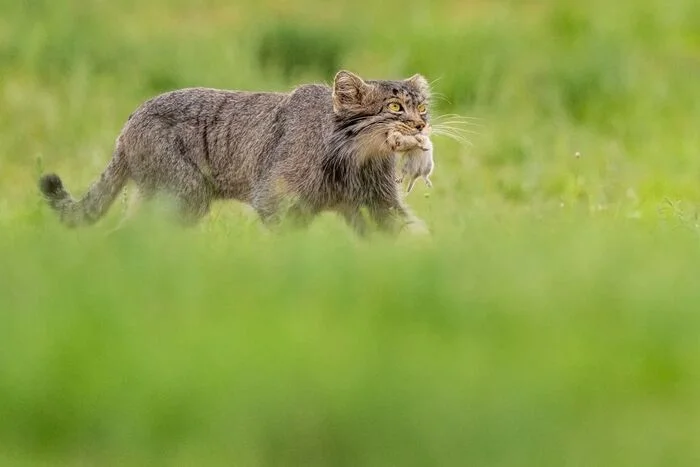 Let's have breakfast and go to work at a brisk pace. - Wild animals, Predatory animals, Cat family, Pallas' cat, Small cats, wildlife, Mongolia, The photo, Mining