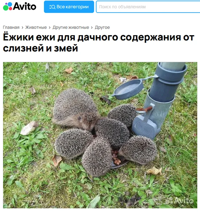 That he likes to feed hedgehogs! - Avito, Strange ads, Hedgehog, Screenshot