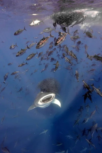 The biggest fish wants a snack - Whale shark, Snipe, A fish, The photo, Great Britain, Photo competition, Scientists, Winners, Azores, Atlantic, wildlife, Wild animals