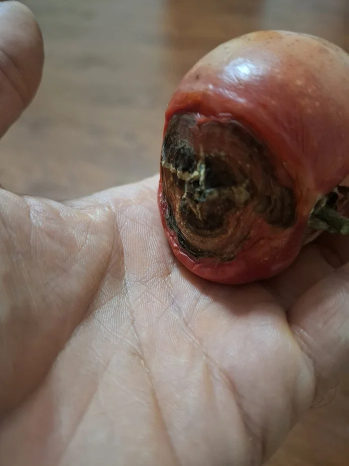 A tomato that apparently lived an interesting life! - My, Tomatoes, Космонавты, Scull, Vegetables, Garden, Disease, Death, A life, Cosmonautics, Spacesuit, Homunculus, Funny, Humor, Images, Harvest, Head, Longpost, Pareidolia