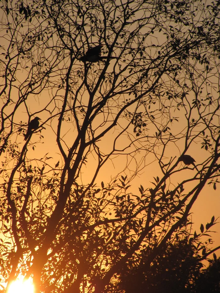 Three comrades - My, The photo, Birds, Sunset, Tree, Longpost