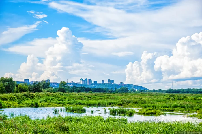 Artyomovskie meadows - a corner of wildlife near the city - My, Nizhny Novgorod Region, Summer, Nature, The photo, Longpost