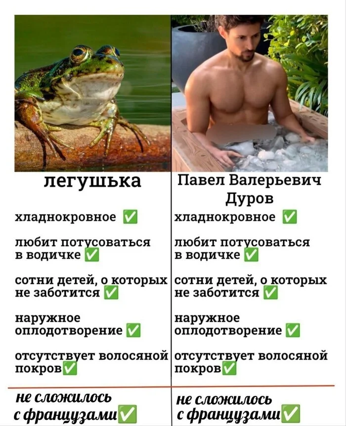 Things didn't work out with the French, my guys. - Picture with text, Pavel Durov, Arrest of Pavel Durov, Frogs, Humor