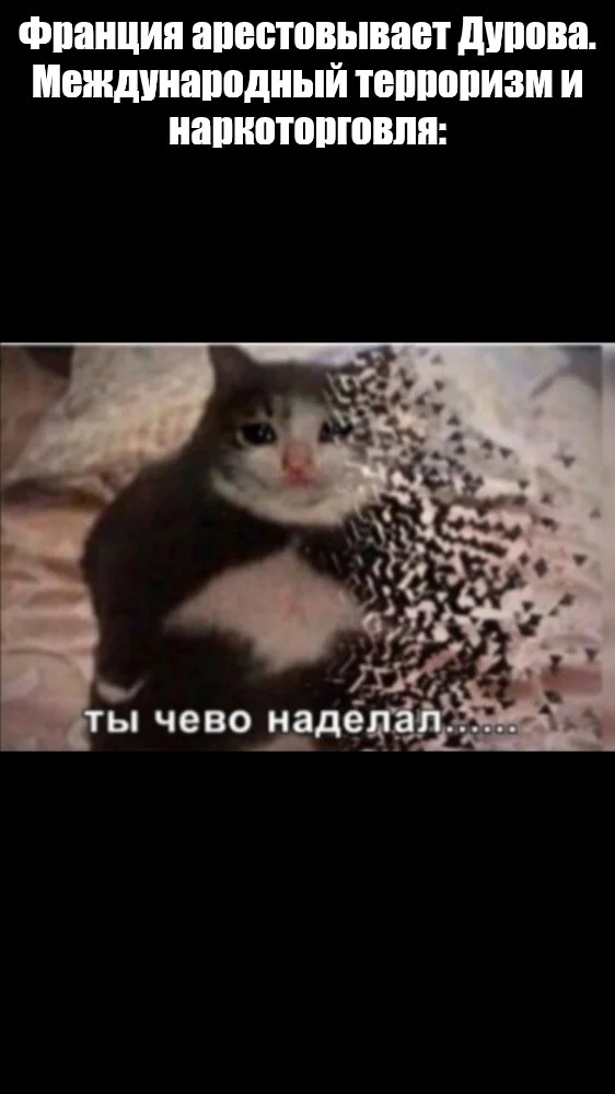 What have you done? - Memes, Pavel Durov, Arrest of Pavel Durov, cat, Picture with text, Drug trade, Politics