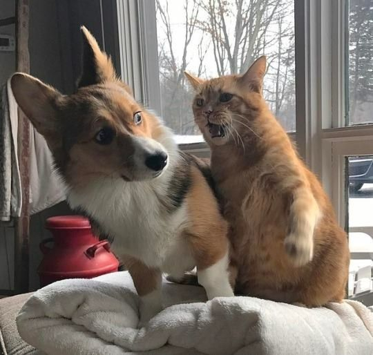 Уберите от меня этого придурка!