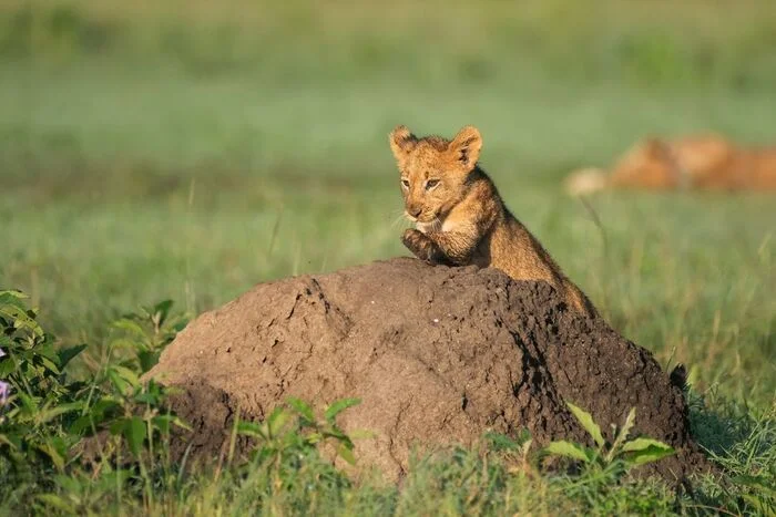 What a big mountain! - Lion cubs, a lion, Big cats, Cat family, Predatory animals, Wild animals, wildlife, National park, Africa, The photo, The hills