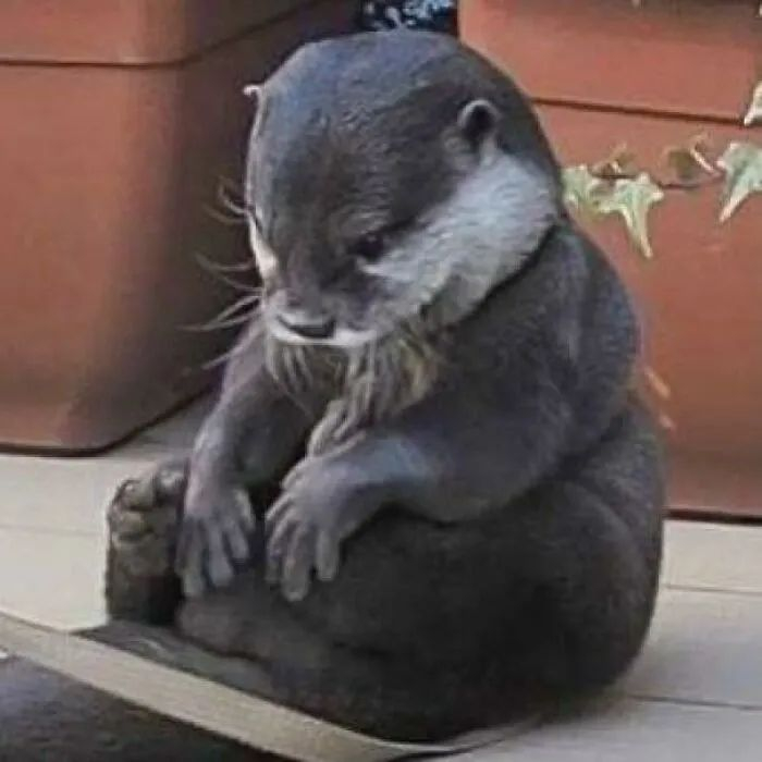 The otter who knew this world - Otter, Thoughts, Philosopher, Is sitting