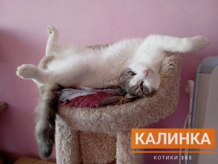 Kalinka 08/23/2024 - Cat lovers, Homeless animals, Shelter, Pet the cat, cat, Longpost