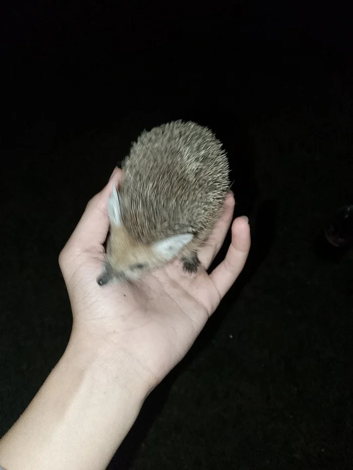 Hedgehog - Animals, Hedgehog, Milota, Longpost