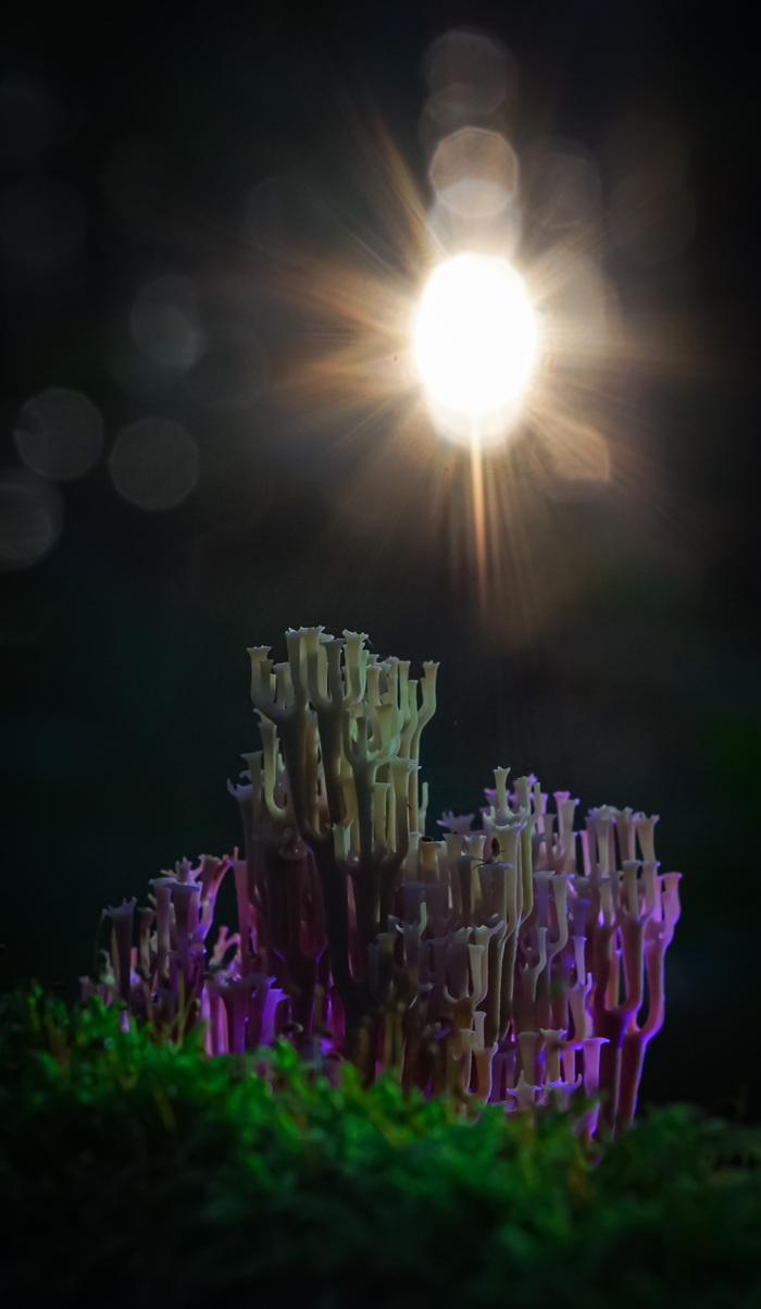 Ramaria Castellum :)