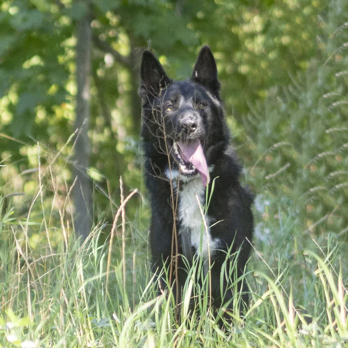 Have you ever walked next to a top? And we are looking for a home for this one - My, Shelter, In good hands, Dog, Wolfhound, Homeless animals, Volunteering, Longpost