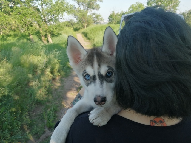 Was/became - My, It Was-It Was, Husky, Dog, A wave of posts