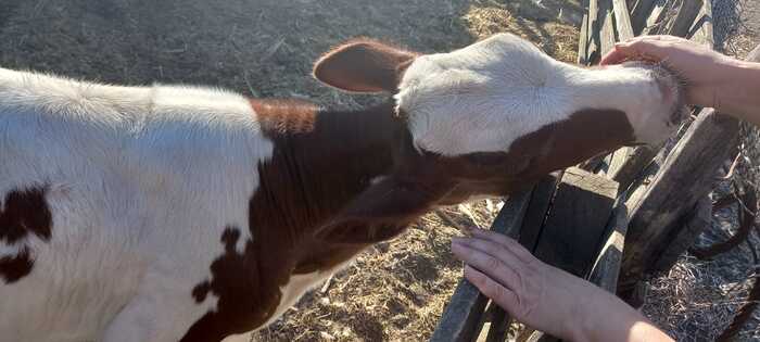 Veal tenderness - My, The photo, Calf, Pets, Rural life, Mobile photography